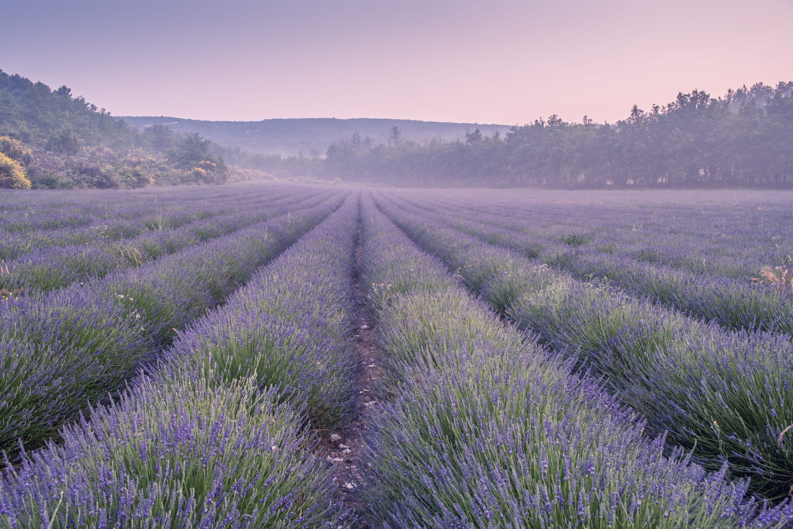 Lavender Field